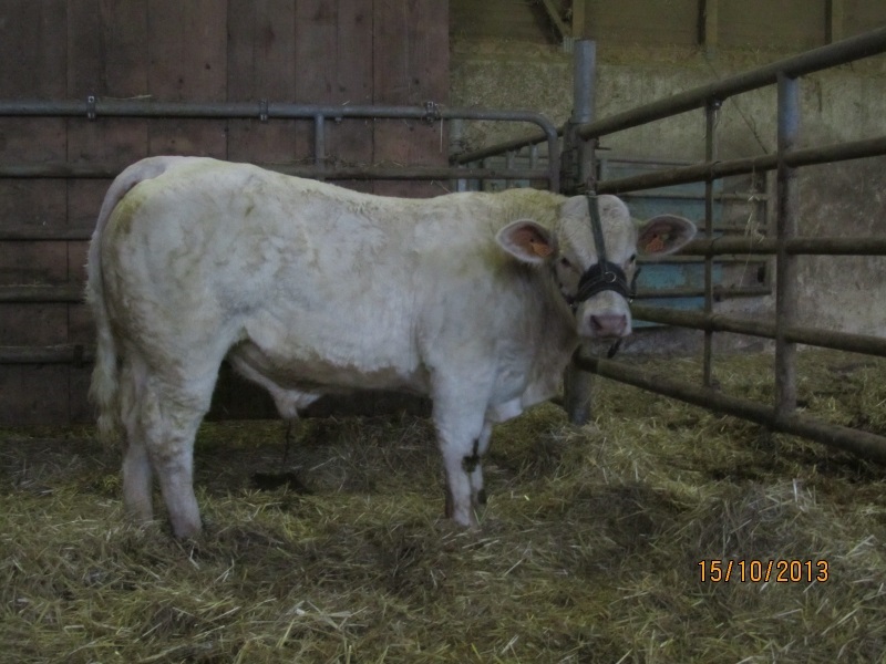 reproducteur charolais inscrit HANNETON