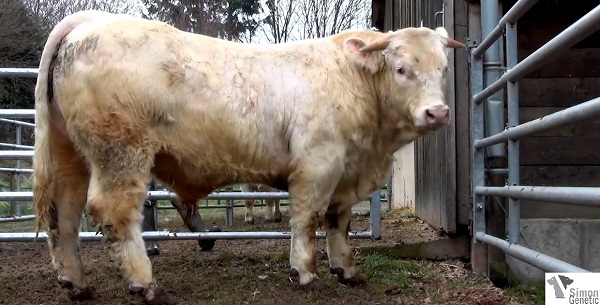 reproducteur charolais inscrit IRON