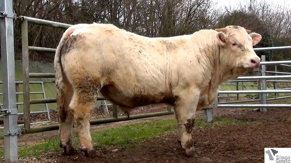 reproducteur charolais inscrit INDICE
