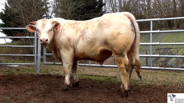 reproducteur charolais inscrit IVOIRE