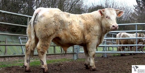 reproducteur charolais inscrit ILLUSTRE