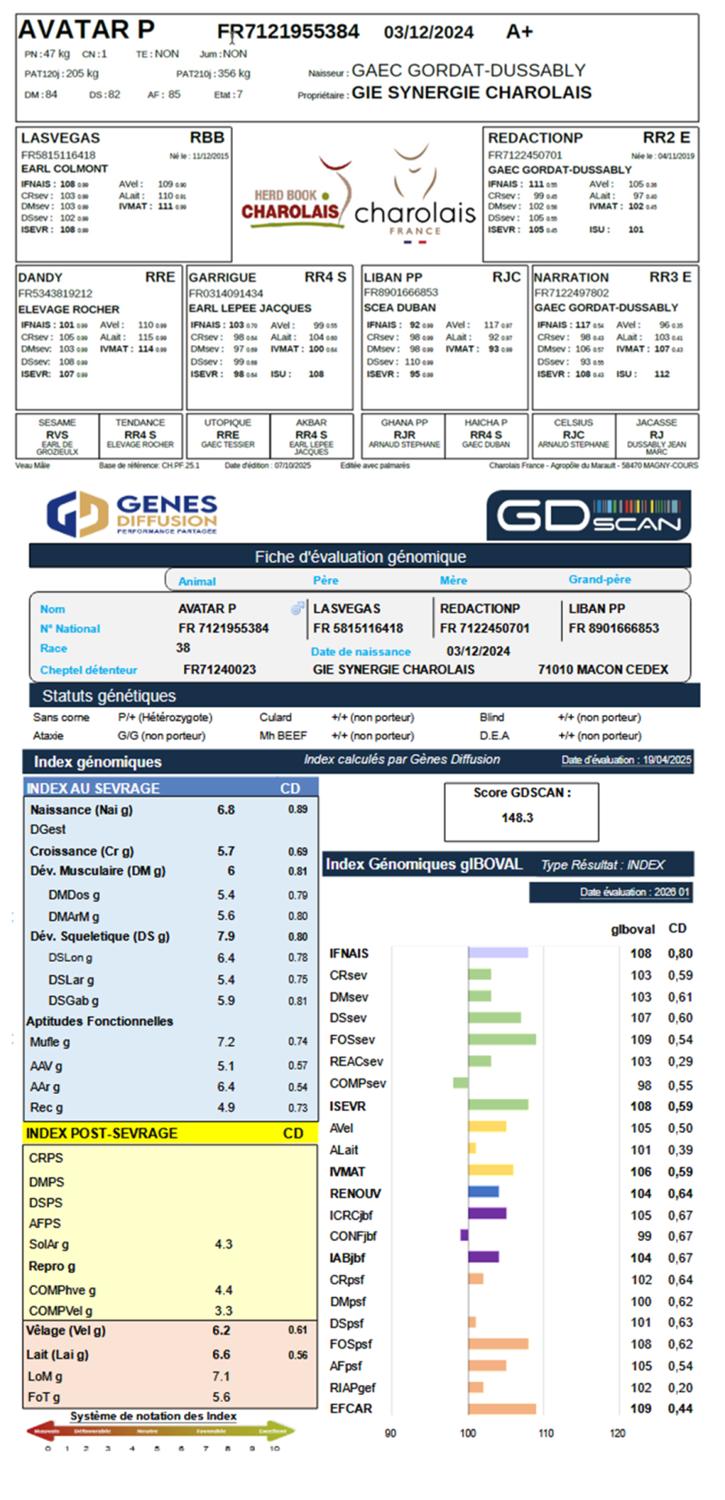 genealogie taureau charolais AVATAR P