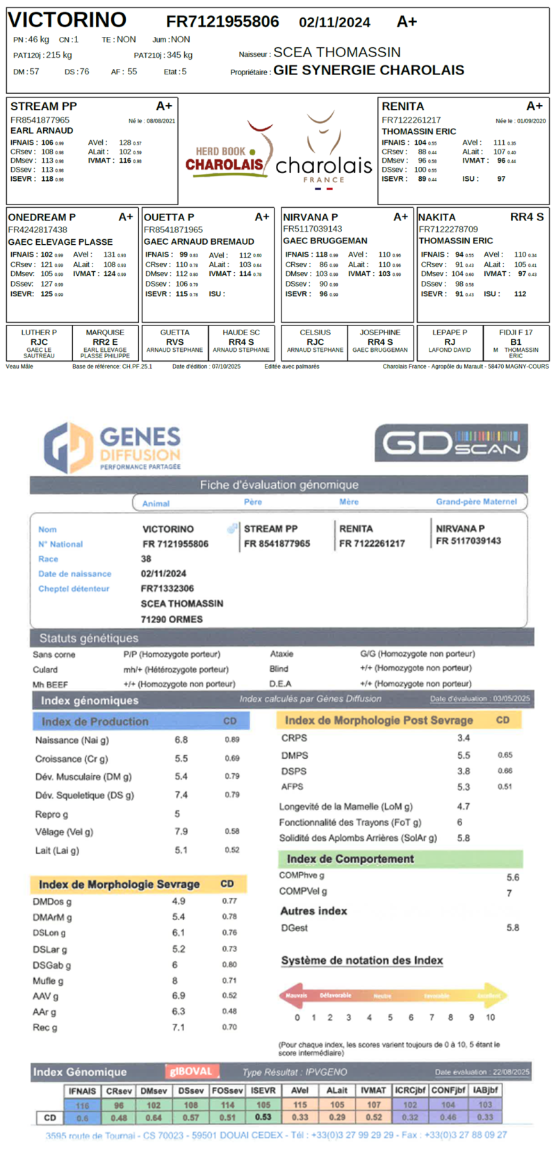 genealogie taureau charolais VICTORINO