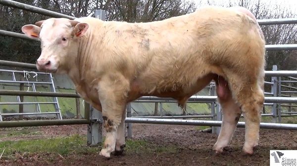 reproducteur charolais inscrit ISAAC