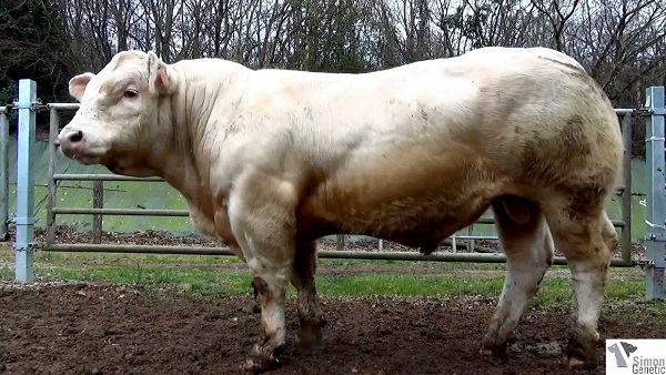 reproducteur charolais inscrit ILAN