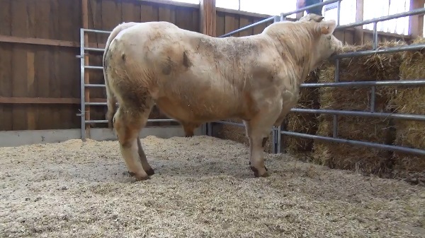 reproducteur charolais inscrit ORGUE