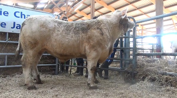 reproducteur charolais inscrit MAGIC