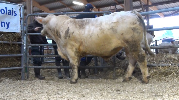 reproducteur charolais inscrit MELCO