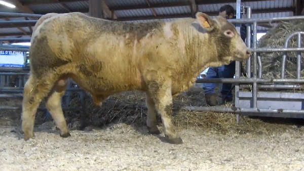 reproducteur charolais inscrit MINIBULLE