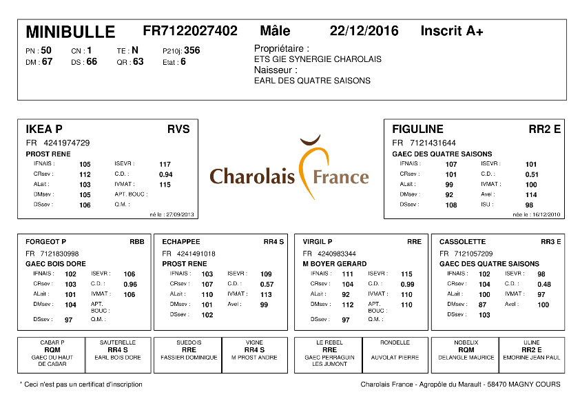 genealogie taureau charolais MINIBULLE