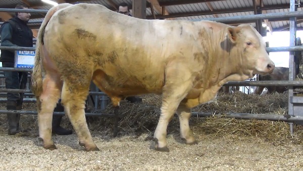reproducteur charolais inscrit NAVARRO