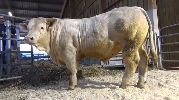 reproducteur charolais inscrit NELSON