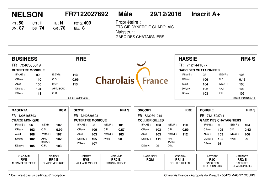 genealogie taureau charolais NELSON