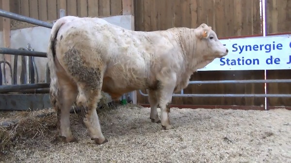 reproducteur charolais inscrit NORMAN