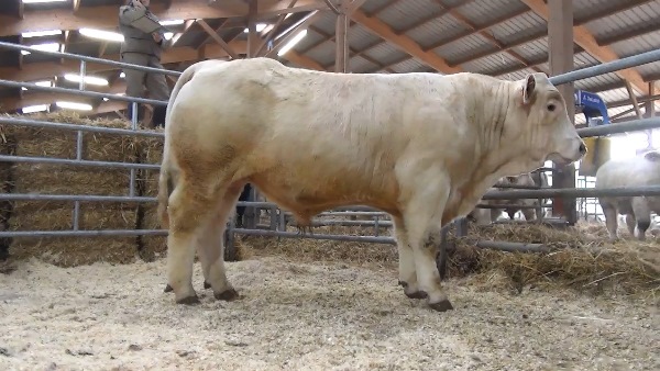 reproducteur charolais inscrit NEPAL