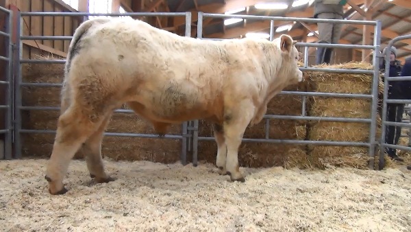 reproducteur charolais inscrit OBSTACLE