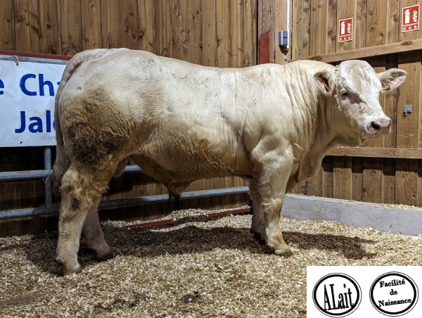 reproducteur charolais inscrit TABOR