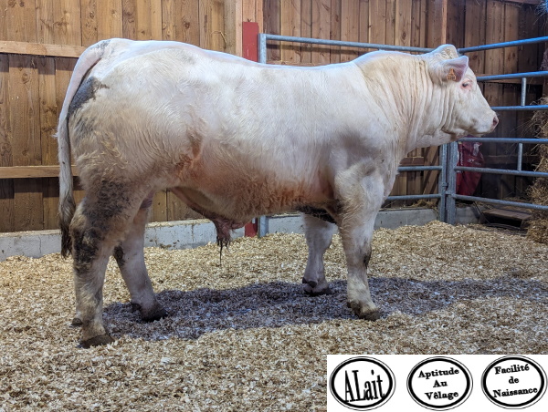 reproducteur charolais inscrit TAIPAN