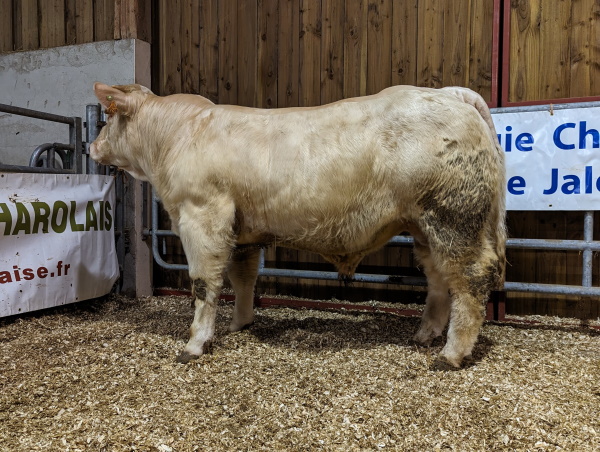 reproducteur charolais inscrit UN PRINCE