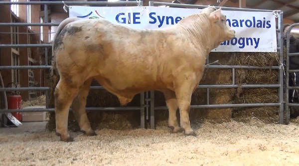 reproducteur charolais inscrit NARVAL