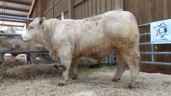 reproducteur charolais inscrit OCTOBRE