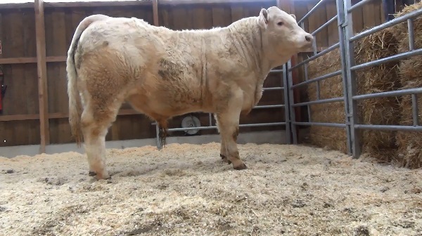 reproducteur charolais inscrit OPTIMISTE