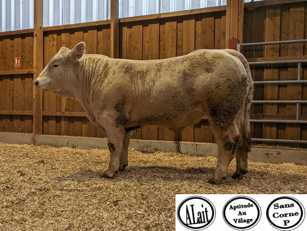 reproducteur charolais inscrit URANUS