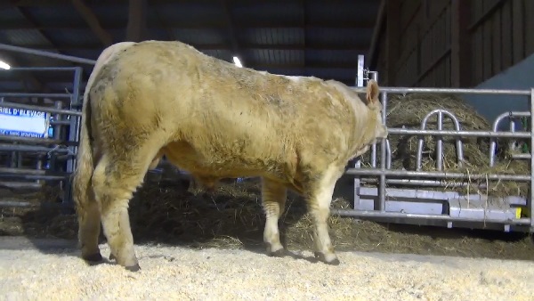 reproducteur charolais inscrit NIVEA