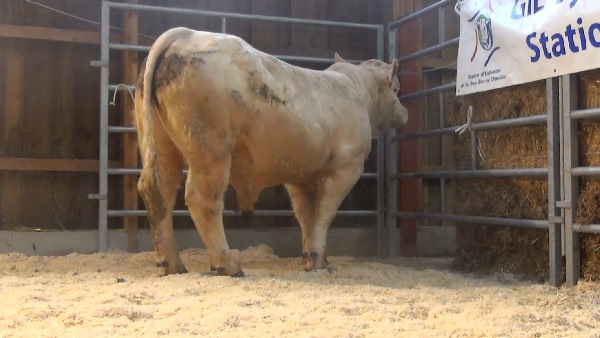 reproducteur charolais inscrit NEWTON