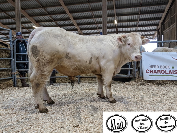 reproducteur charolais inscrit UMBRO