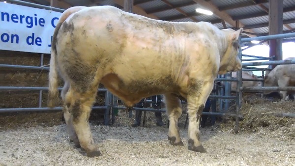 reproducteur charolais inscrit NEPTUNE
