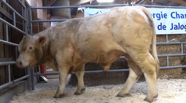 reproducteur charolais inscrit NOAH