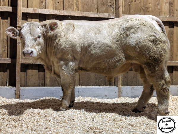 reproducteur charolais inscrit URUGUAY