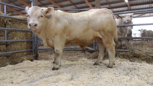 reproducteur charolais inscrit OFFSHORE
