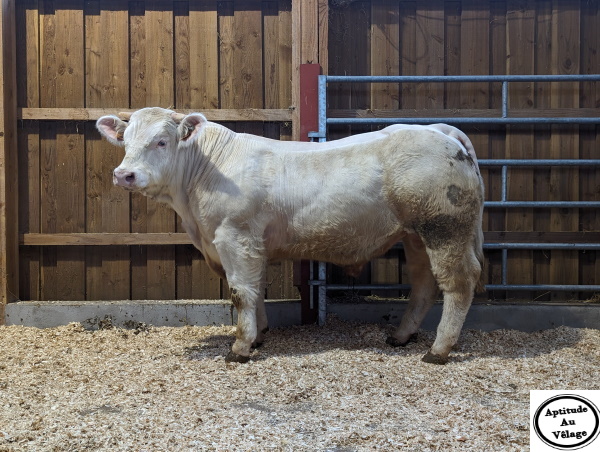 reproducteur charolais inscrit UMPOKO