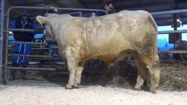reproducteur charolais inscrit NOUGAT