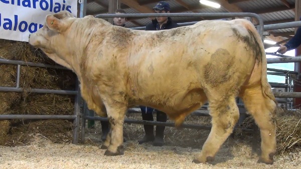 reproducteur charolais inscrit NATAL