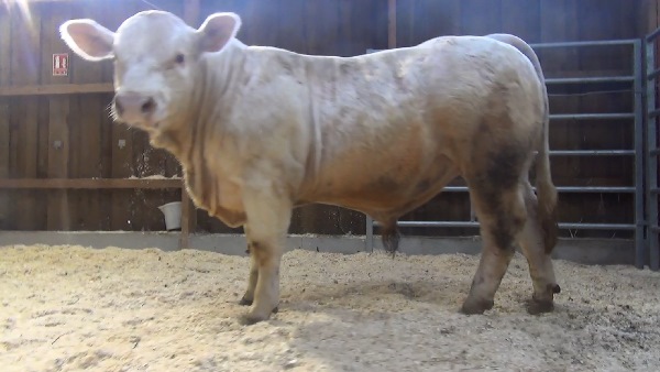 reproducteur charolais inscrit NECTAR SC
