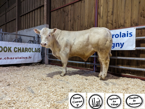 reproducteur charolais inscrit UMBERTINO