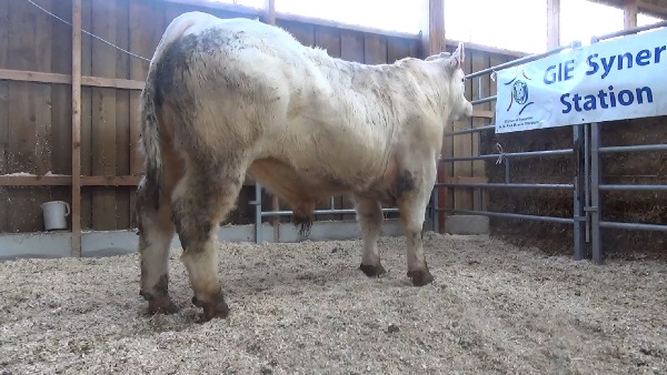 reproducteur charolais inscrit NUMERO
