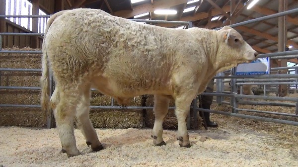 reproducteur charolais inscrit ORAGEUX S