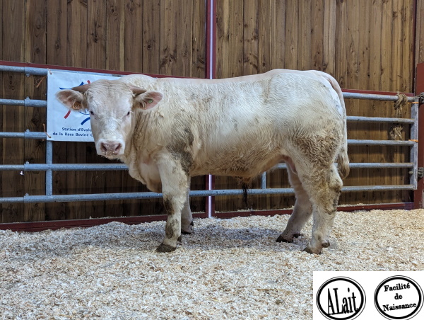 reproducteur charolais inscrit UTAH