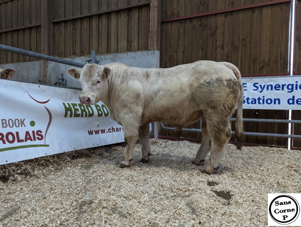 reproducteur charolais inscrit ULAND