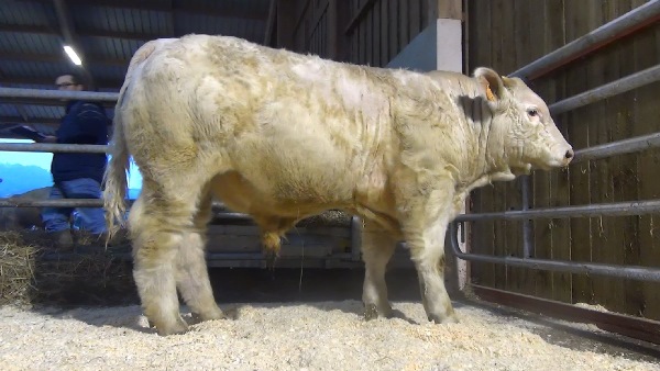 reproducteur charolais inscrit NUREMBERG