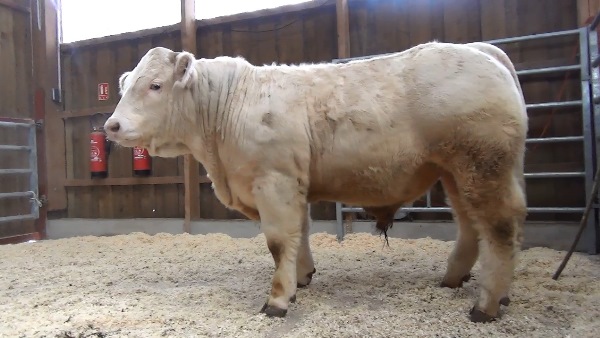 reproducteur charolais inscrit ORACLE