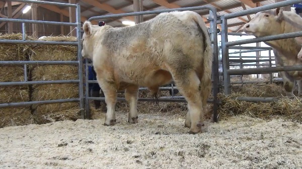 reproducteur charolais inscrit ORLANDO