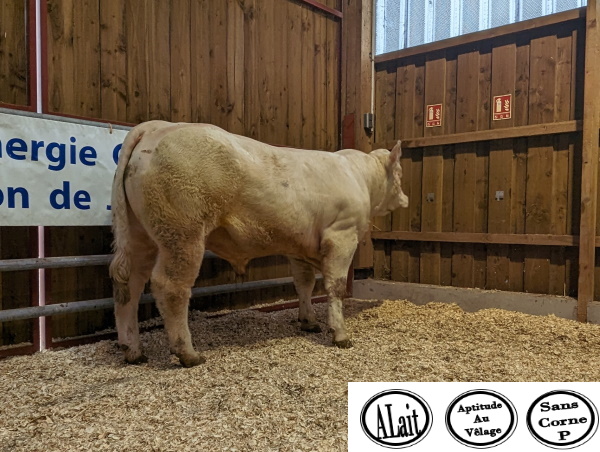 reproducteur charolais inscrit UCELLO