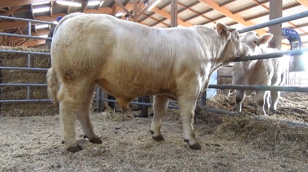 reproducteur charolais inscrit NAVRANT
