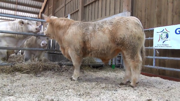 reproducteur charolais inscrit OPIUM