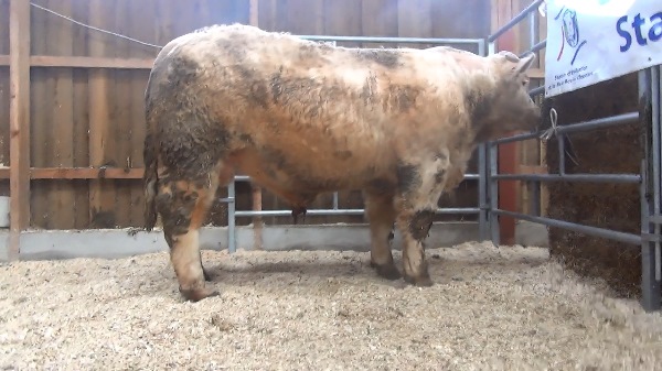 reproducteur charolais inscrit NEWTON